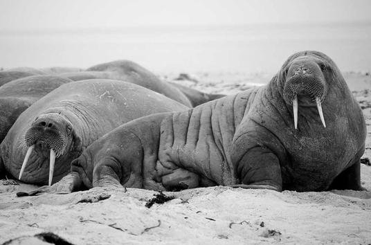 Multipurpose Responsive Lightweight Woocommerce WordPress Theme